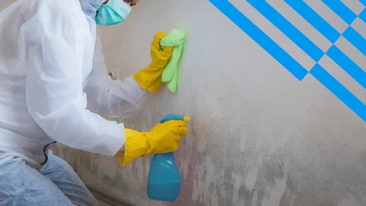 7 Essential Mold Remediation Practices For Technitians Expert Tips - Geometric Photo Collection - Desktop Quality